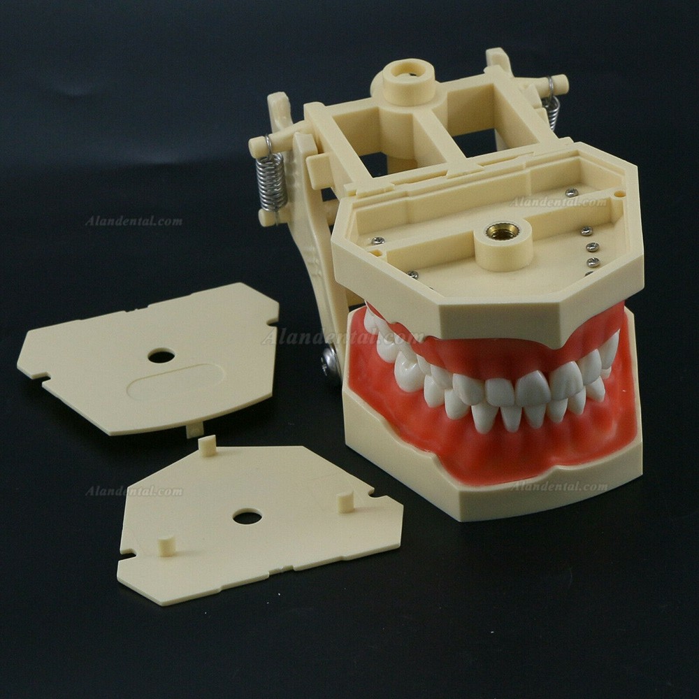 Dental Training Typodont Model M8014 32Pcs Teeth Compatible Frasaco AG3 Type